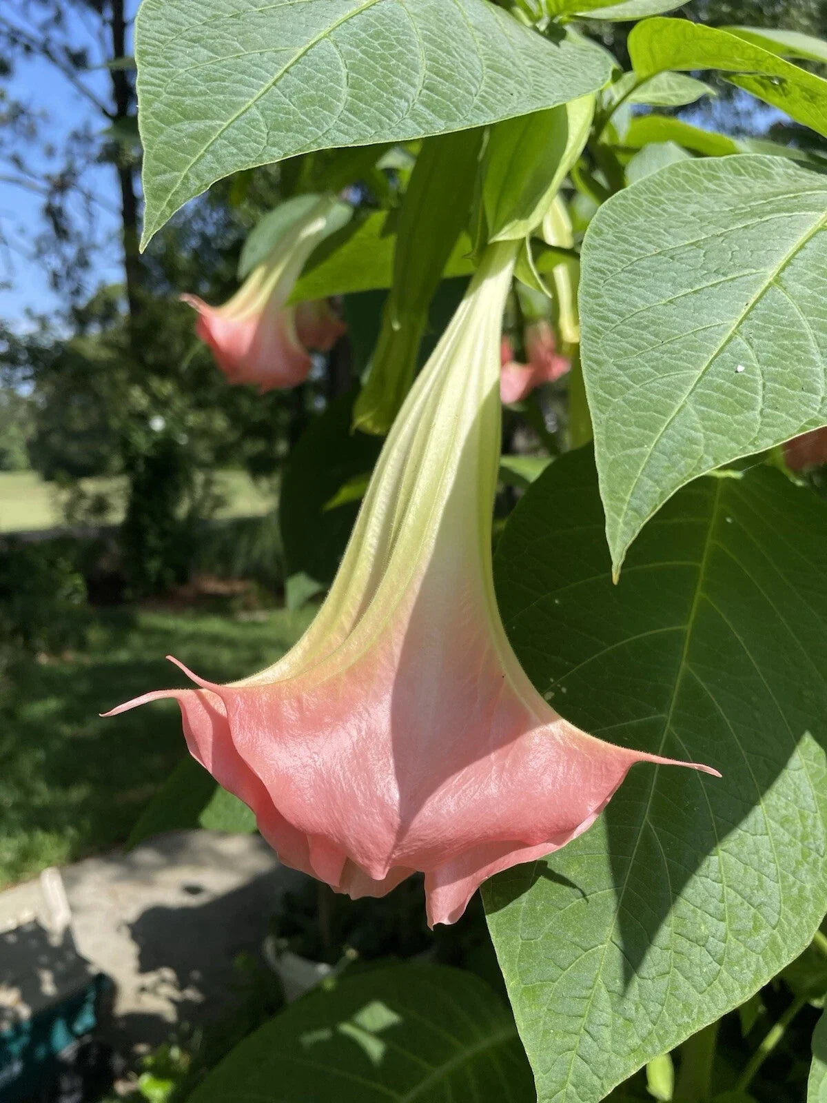 Flamenco Brugmansia Angel's Trumpet Plant - Large Peach Salmon Fragrant Flowers - Tropical Shrub - Brugmansia spp.