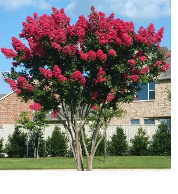 Dynamite Crape Myrtle Live Plant 16+ Inches Lagerstroemia Indica Whit II Red Flowers Bare Root