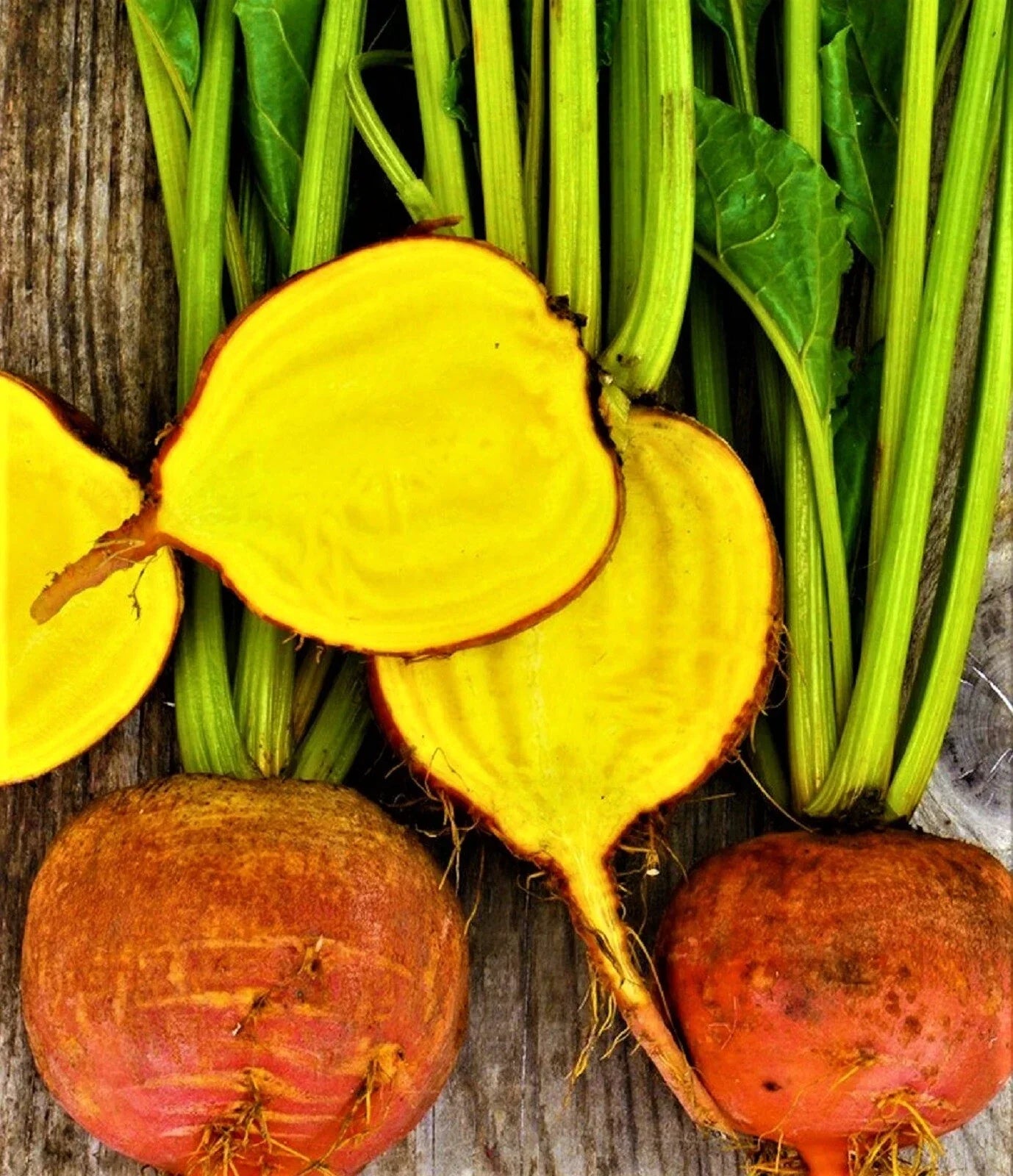Golden Detroit Beet Seeds - 50+ Non-GMO Beta vulgaris Seeds for Home Gardening