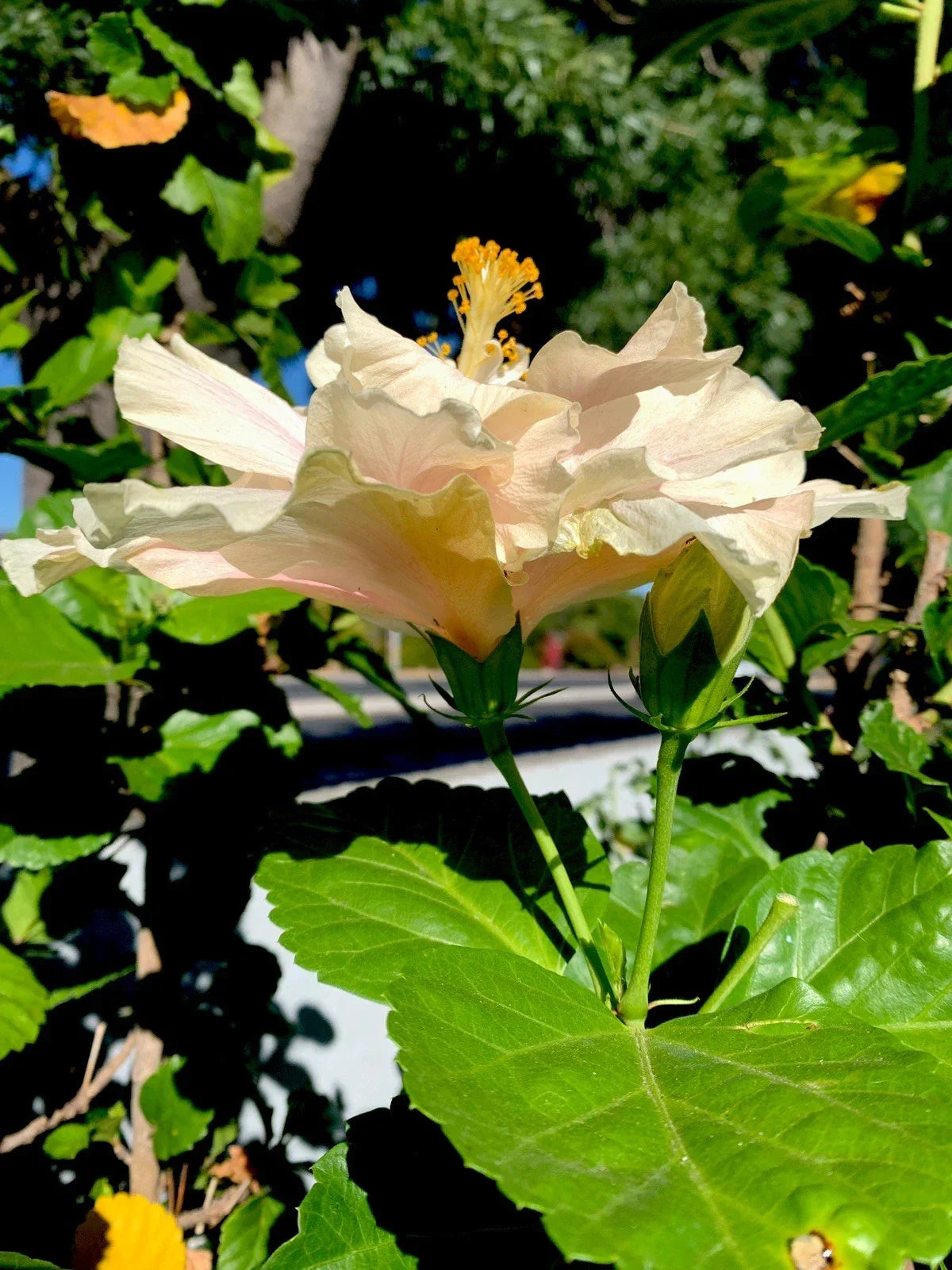 Cream with Pink Splash Hibiscus Cuttings - 6 Inch Non-Rooted Hibiscus rosa-sinensis