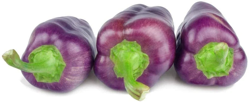 Purple Pepper Seeds - 100+ Capsicum annuum Edible Hot Peppers for Cooking & Seasoning