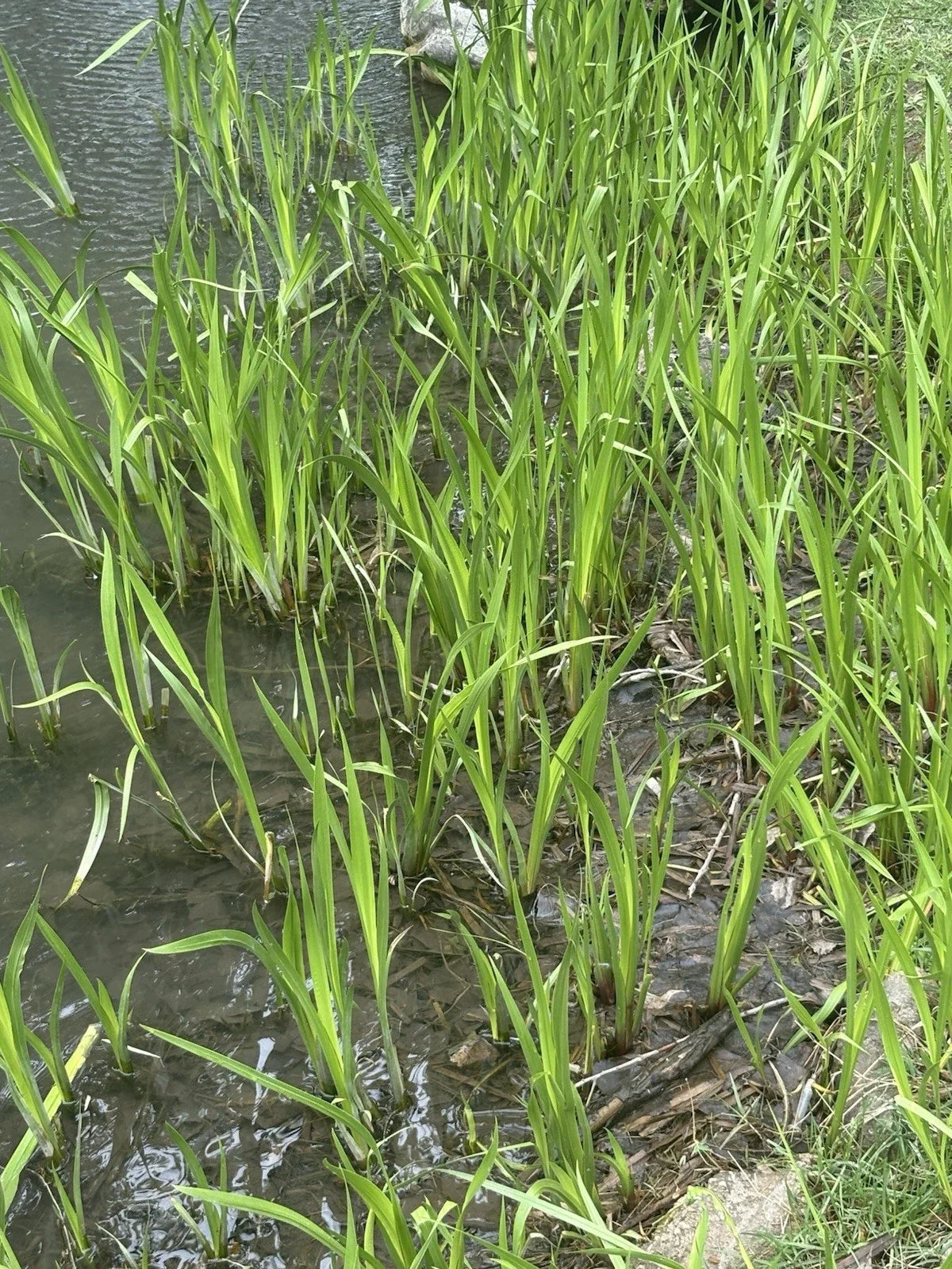 Sweet Flag Plant in Pot - Aquatic Perennial - Aromatic Sedge - Acorus calamus