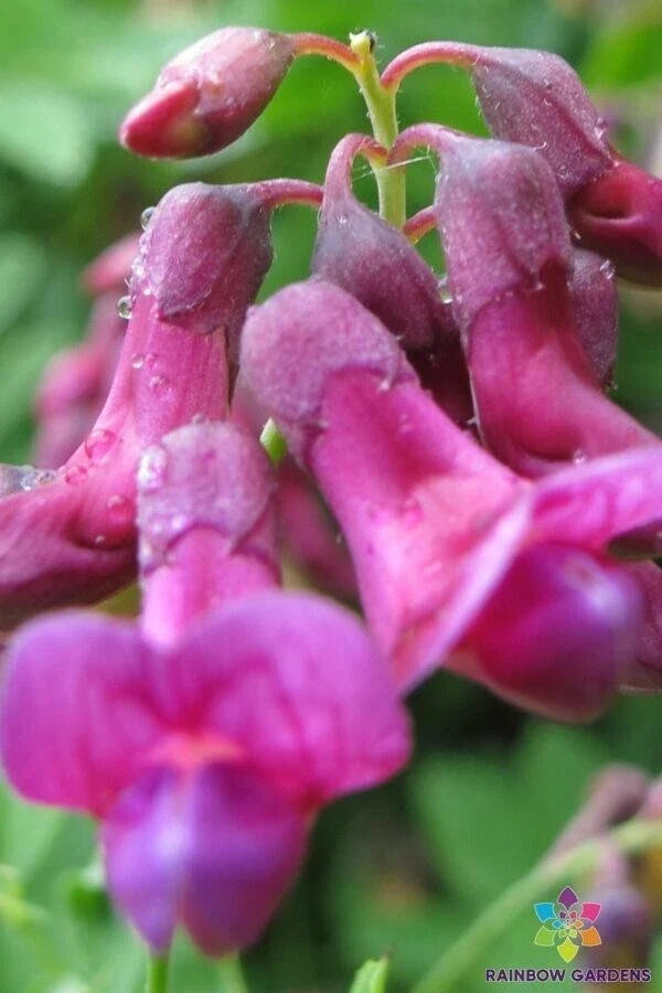 Lathyrus niger Perennial Sweet Pea Seeds – 50+ Pack for Garden, Climbing, Fragrant, Pollinator Attracting, USA Grown