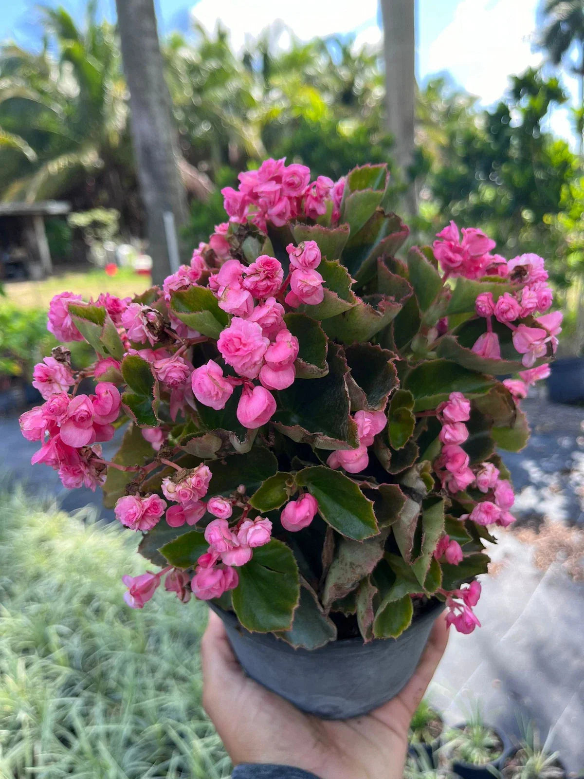 Live Pink Begonias Plant - Vibrant Pink Blooms, Easy Care Indoor & Outdoor Begonia
