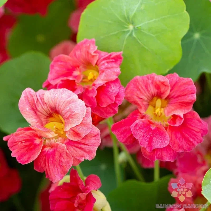 Jewel Cherry Rose Nasturtium Seeds - 50+ Pack - Tropaeolum majus Garden Flower Seeds for Pollinators & Edible Flowers