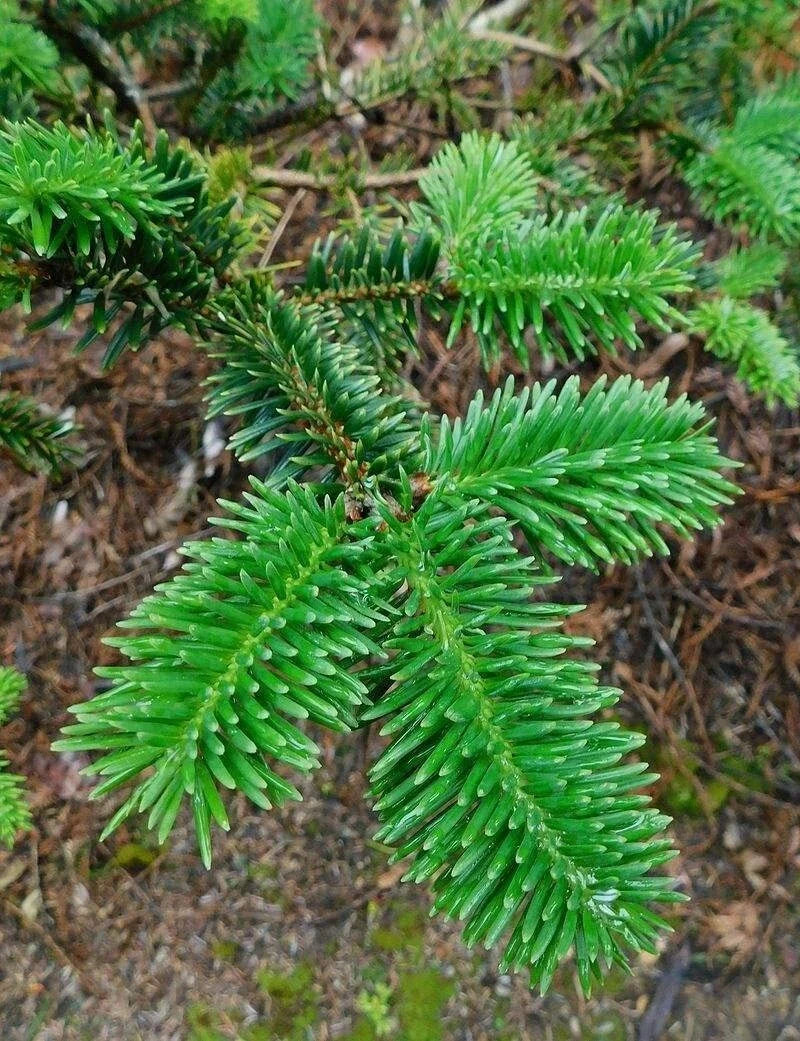 George Fir Tree Seeds 30 Pack Abies forrestii georgei Evergreen Conifer Seedlings for Garden Planting