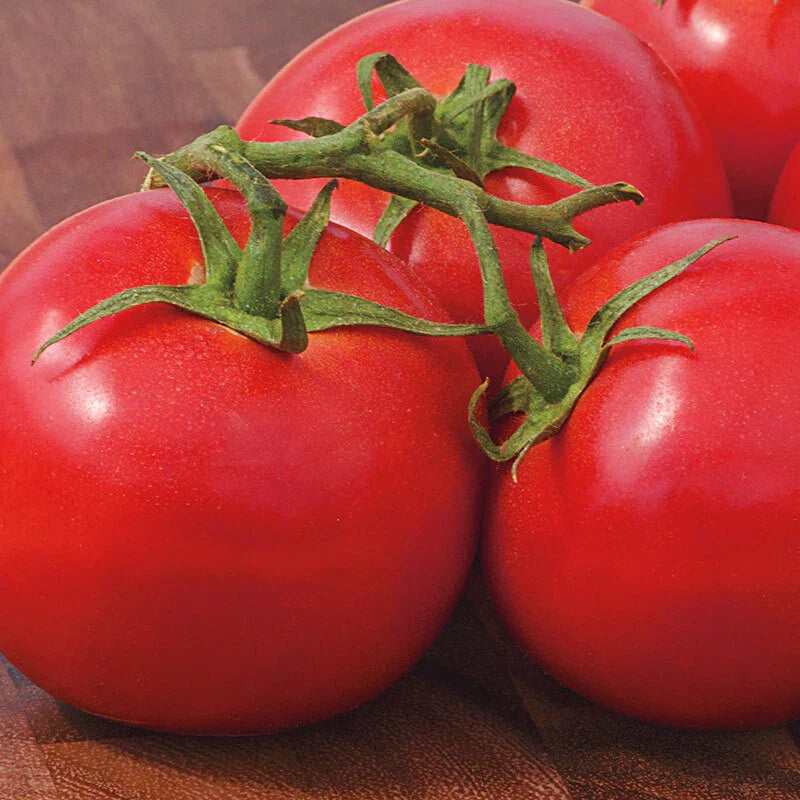 Early Girl Tomato Seeds - Fast Growing Heirloom Solanum lycopersicum