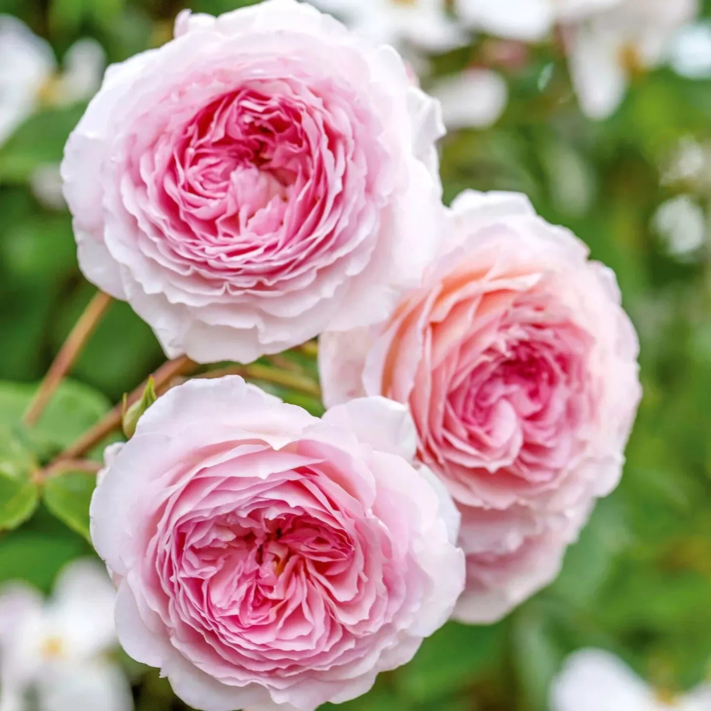 James Galway Rose Cuttings - 3 Unrooted Pink David Austin Rose Stems 5-8" for Propagation