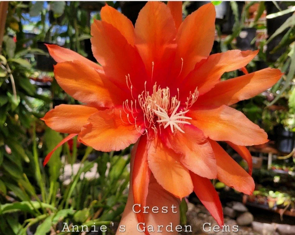 Epiphyllum Crest Unrooted Cuttings – 8-10 Inches – Unique Succulent Variety – Epiphyllum spp.