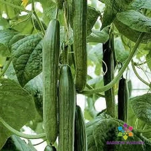 Tyria Cucumber Seeds Pack of 25 | Cucumis sativus Heirloom Garden Seeds for Home & Small Spaces
