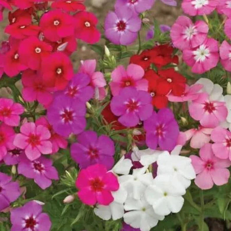 Phlox Drummondii Mix Seeds - Organic 100 Pack - USA Grown Annual Flowers