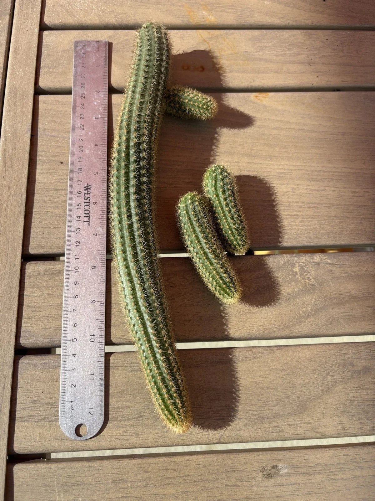 Hildewintera Aurespina Hybrid Cactus Cuttings - Amethyst Cleistocactus Live Plant for Propagation