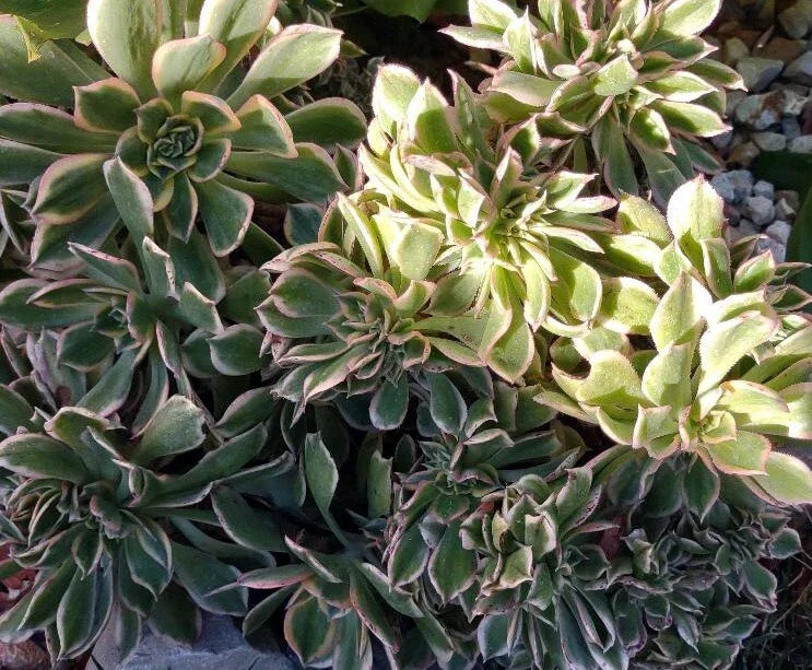 Cactus Cutting #5 Succulent Propagation Plant Echinopsis spp. Indoor Garden Starter