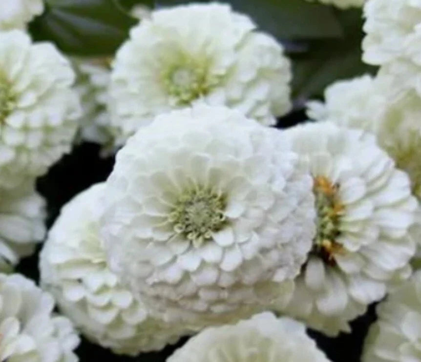 White Polar Bear Zinnia Seeds - 100+ Count, Annual Flowers for Gardens, Borders & Containers, Zinnia elegans