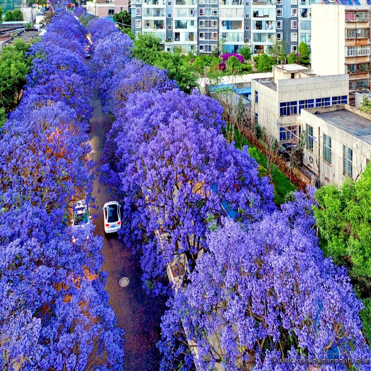 Jacaranda Fern Tree Seeds - Tropical Blue Flowers - Mimosifolia acutifolia - Exotic Garden Seeds - Fast-Growing Tree