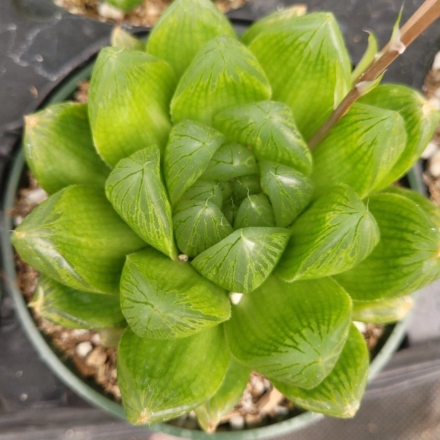 Set of 2 Live Succulent Plants - Haworthia cuspidata 'Star Window' Bare Root Rosette Succulents