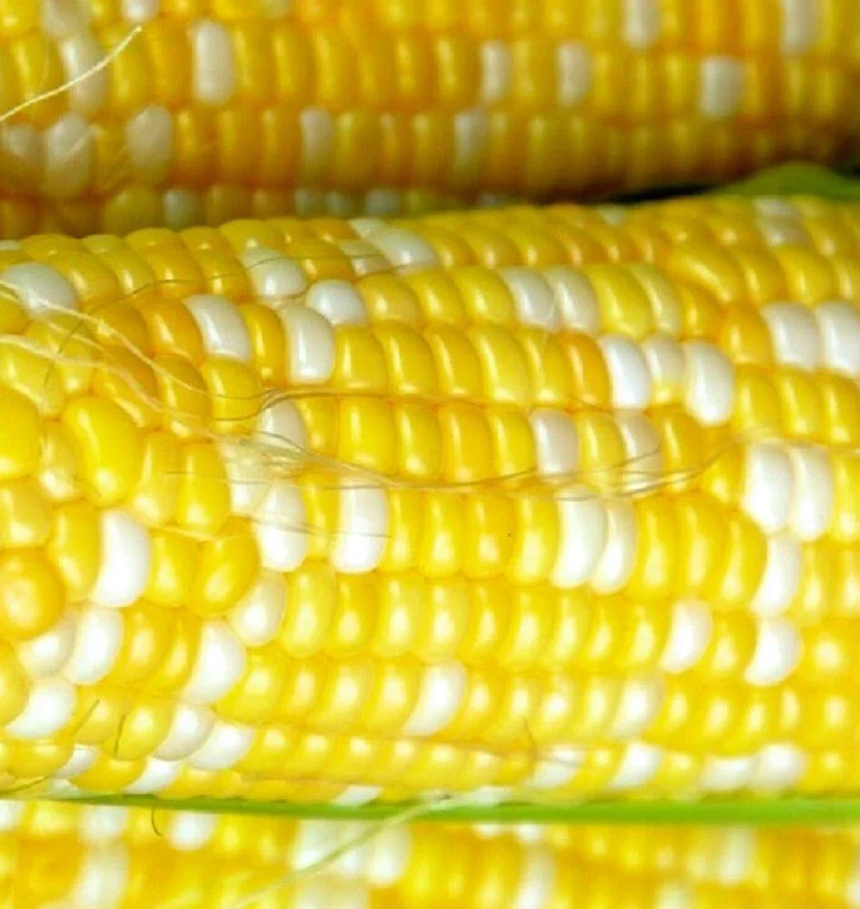 Peaches & Cream Corn Seeds | Hybrid Zea mays | Fresh Vegetable Seeds