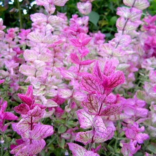 Clary Sage Seeds Pink Sundae Variety - Salvia sclarea Non-GMO for Pollinators, Borders & Containers - 200 Seeds