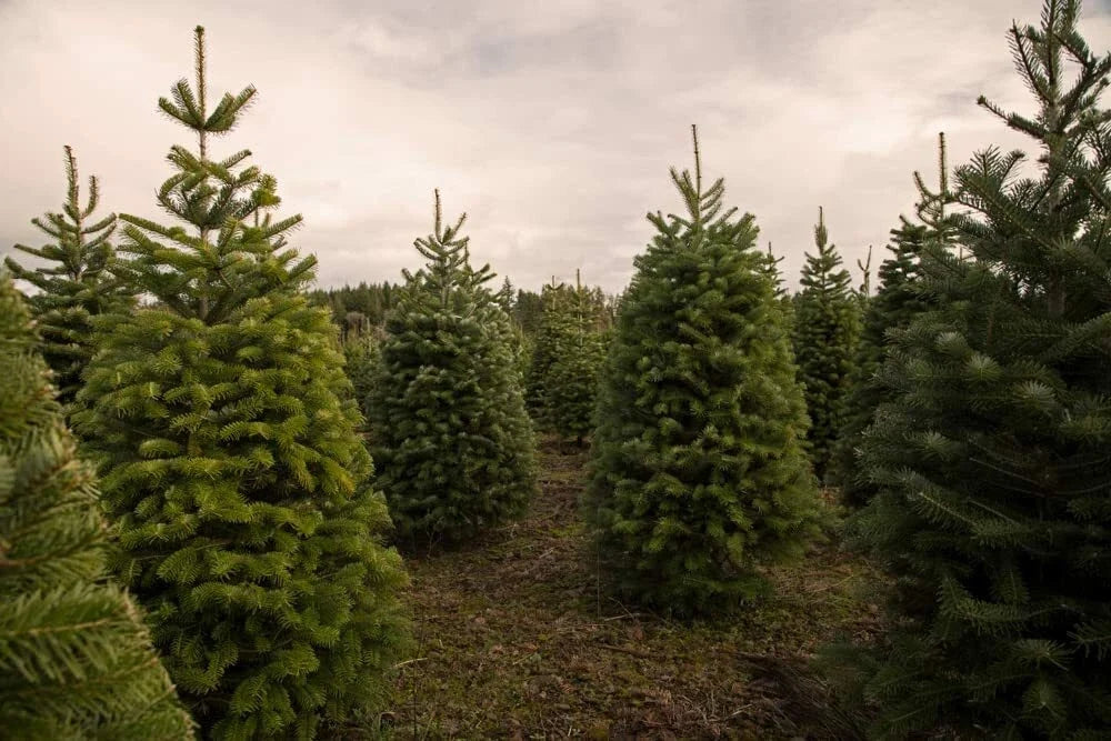 Christmas Tree Seeds 50 Count Balsam Fir Abies Balsamea for Planting, Evergreen, Pyramidal Shape