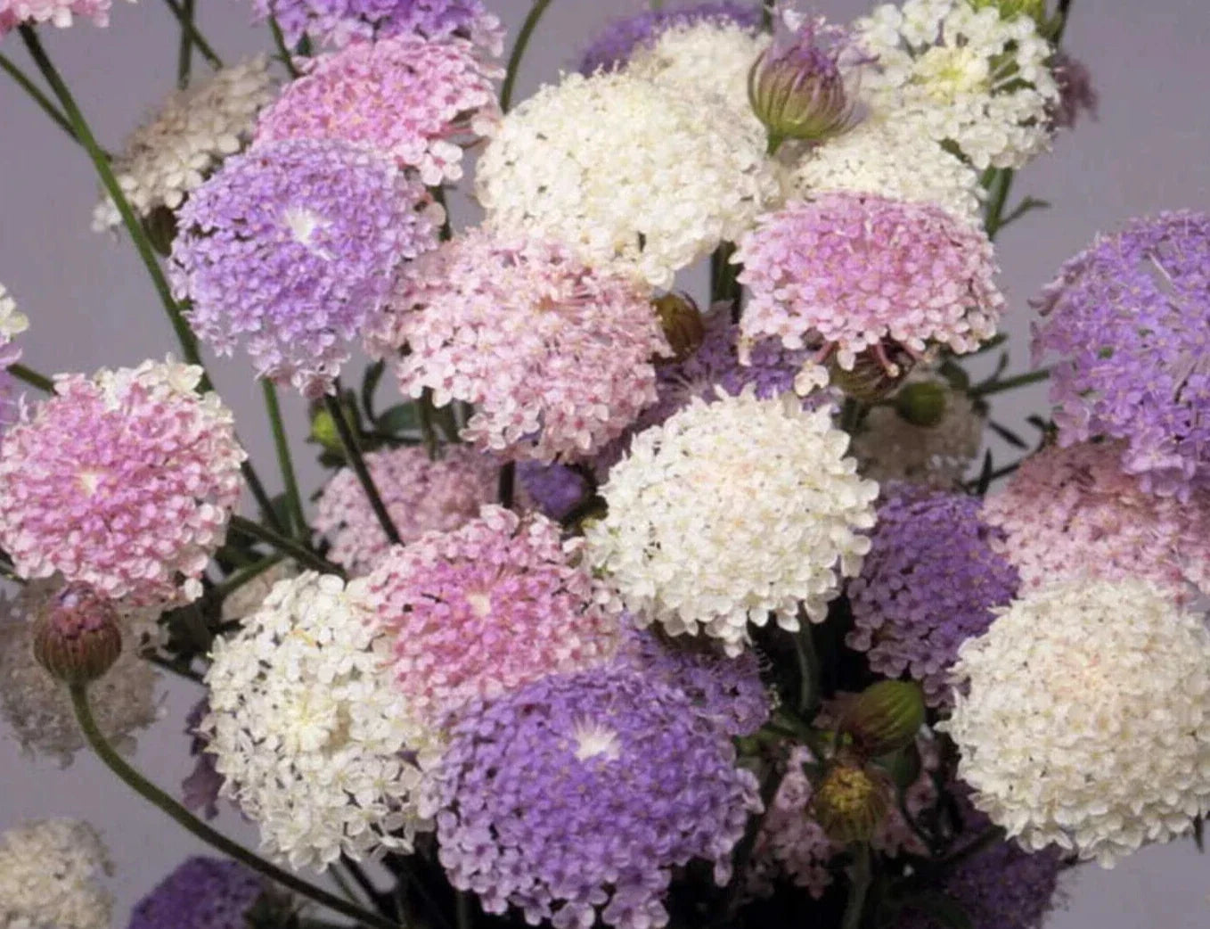 Didiscus Caeruleus Flower Seeds - 25 Pack, Colorful Annuals for Garden Beds & Containers