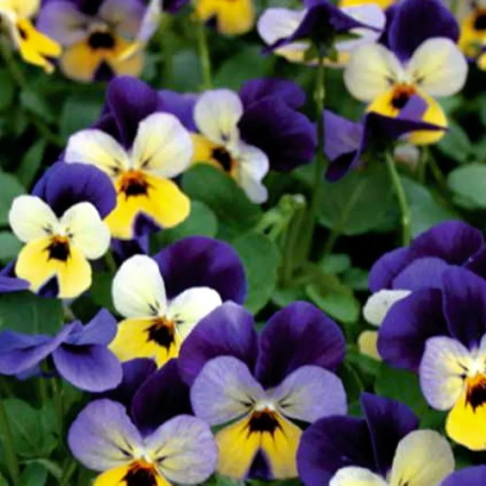 Johnny Jump Up Viola Seeds | NON-GMO Heirloom Flower Seeds | Viola tricolor