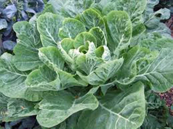 Collard Greens Seeds Heirloom Morris Variety Pack of 50+ Brassica oleracea for Salads & Cooking