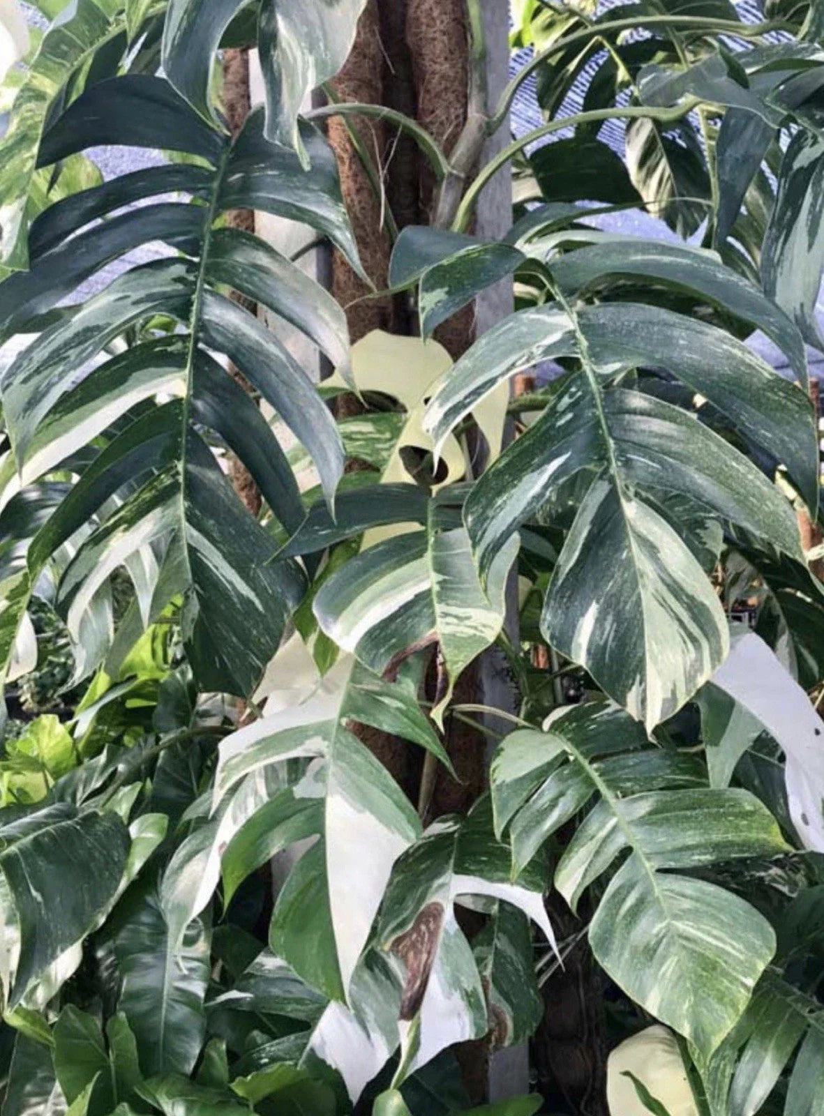 Epipremnum Pinnatum Albo Cutting - Rare White Variegated Pothos Plant for Indoor Gardening and Propagation