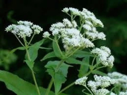 Boneset Herb Seeds 100 Pack, Perennial Medicinal Plant, Eupatorium perfoliatum, Butterfly-Friendly Garden Seeds