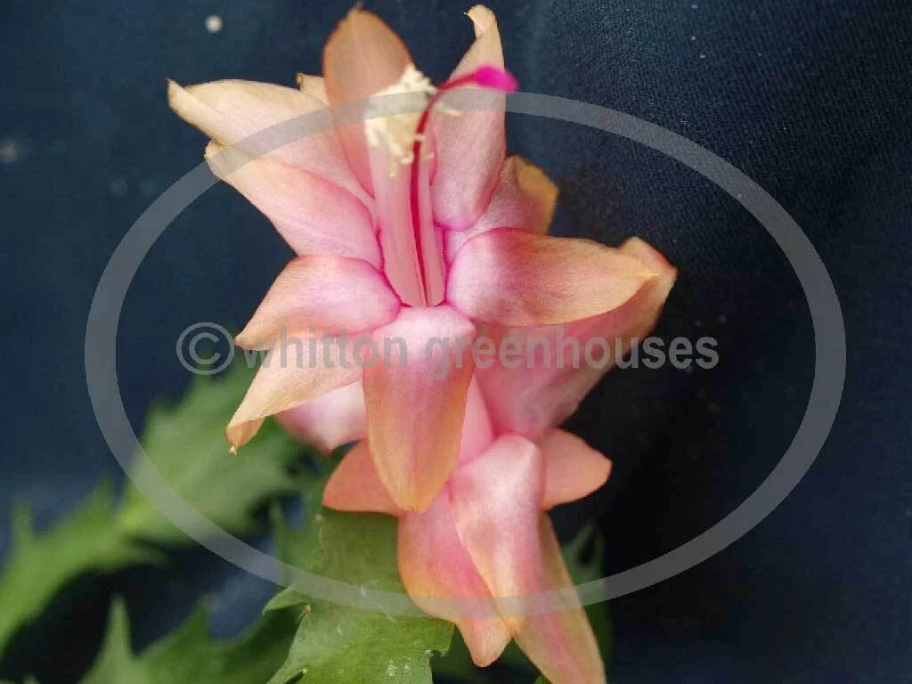 Thanksgiving Cactus Cuttings - 3 Unrooted Gold Charm Schlumbergera Propagation Set for Indoor Gardening