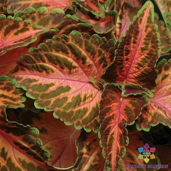 Coral Sunrise Coleus Seeds, 25+ Plectranthus scutellarioides, Vibrant Foliage, Garden Planting, Annual, Easy Grow