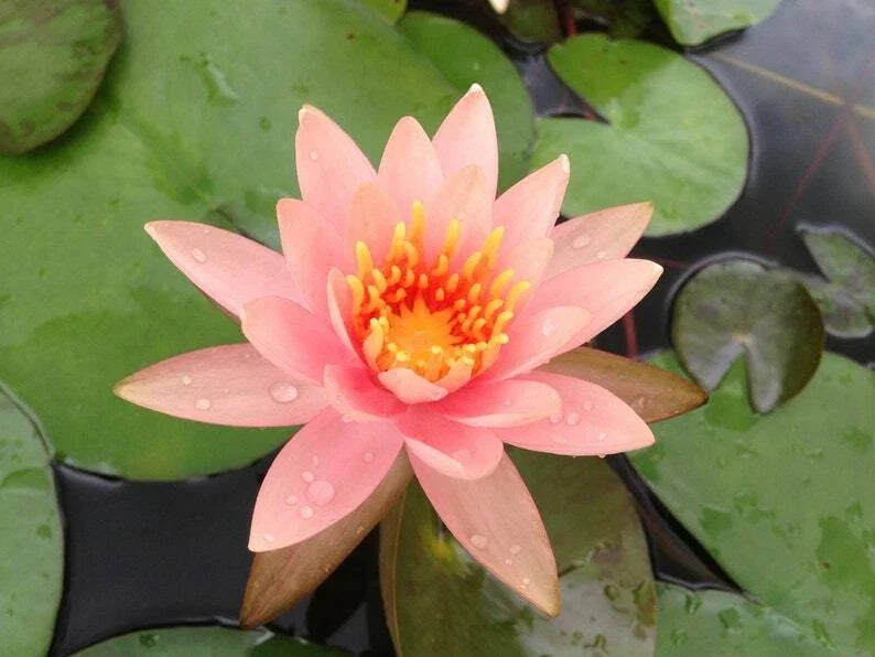 Soft Pink Lotus Seeds - Nelumbo nucifera - Pack of 5 - Hardy Tropical Water Garden Flowering Seeds