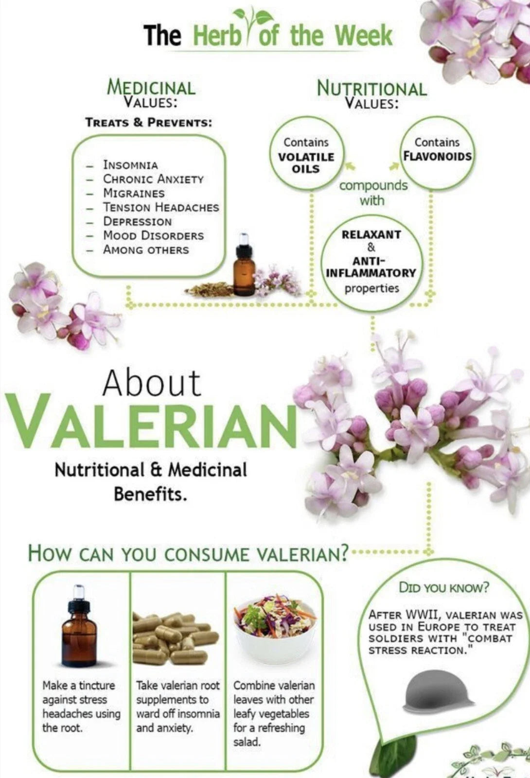 Valerian Seeds 150 Pack - Medicinal Herb, Non-GMO, Valeriana officinalis, Perennial Herb for Relaxation & Herbal Gardens