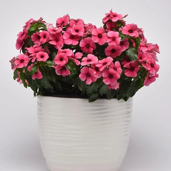 Vinca Tattoo Raspberry Seeds - 100 Pack, Catharanthus roseus, Ground Cover, Pink Flowers, Drought Tolerant, Non-Californian