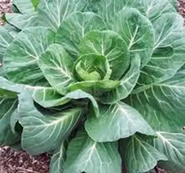 Collard Greens Seeds 1000 Count Georgia Southern Heirloom Non-GMO Brassica oleracea var. acephala