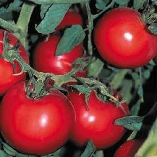 Heirloom Tomato Seeds - Thessaloniki Premier Slicer, Solanum lycopersicum, 25 Seeds for Salad & Sandwiches