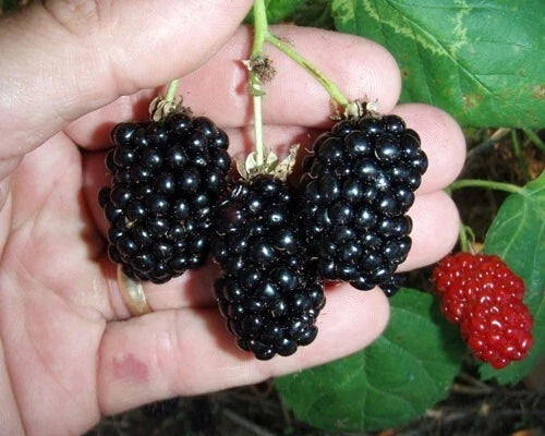 Blackberry Plant, Thornless Natchez Rubus fruticosus, 3" Pot, Fruit-bearing, Full Sun, Rooted Shrub