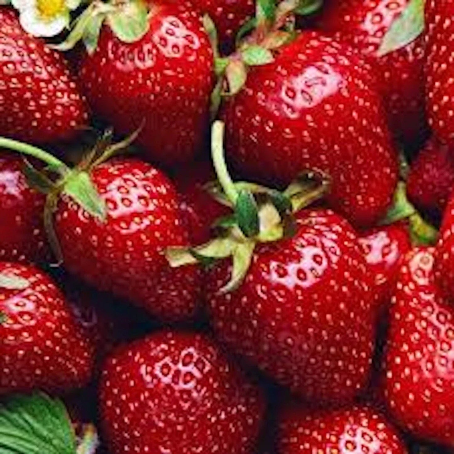 Allstar Junebearing Strawberry Plants - 20 Bare Root Fragaria × ananassa Perennial Fruit Plants