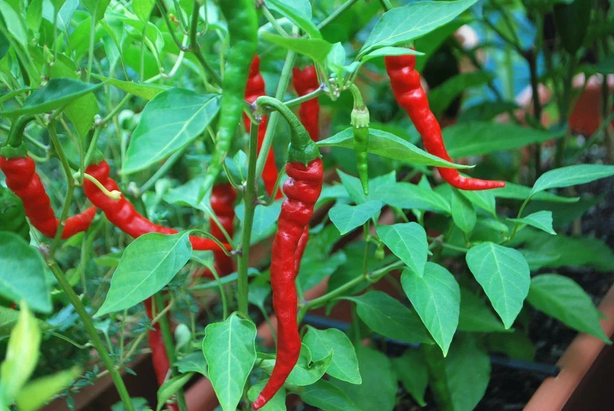 Cayenne Long Red Thin Pepper Seeds NON-GMO | Capsicum annuum | Free Shipping