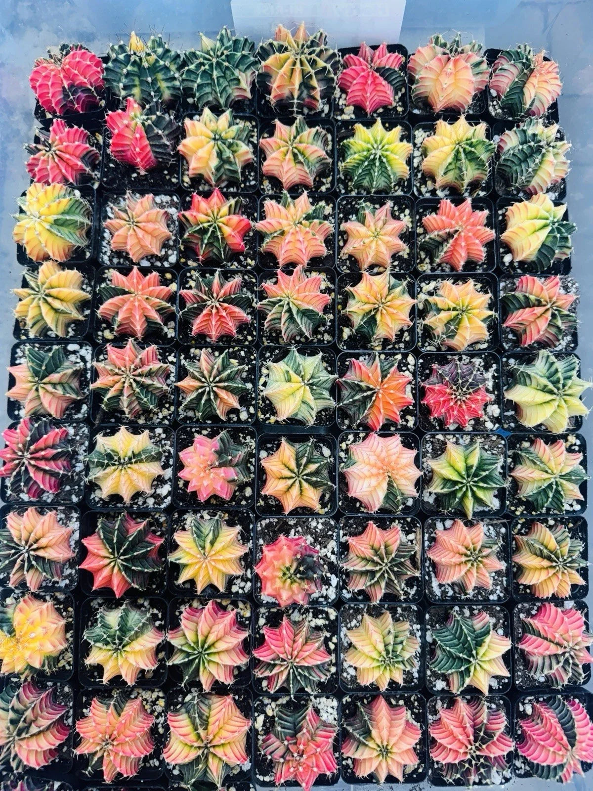 Live Cactus in Pot – Gymnocalycium LB 2178 Hybrid – Rare Thai Succulent Variety