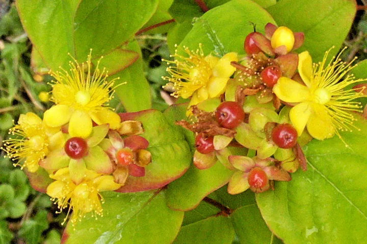 Hypericum Seeds 1000 Bulk Pack - Yellow Flowers, Hypericum Androsaemum, Low Maintenance Garden Shrubs