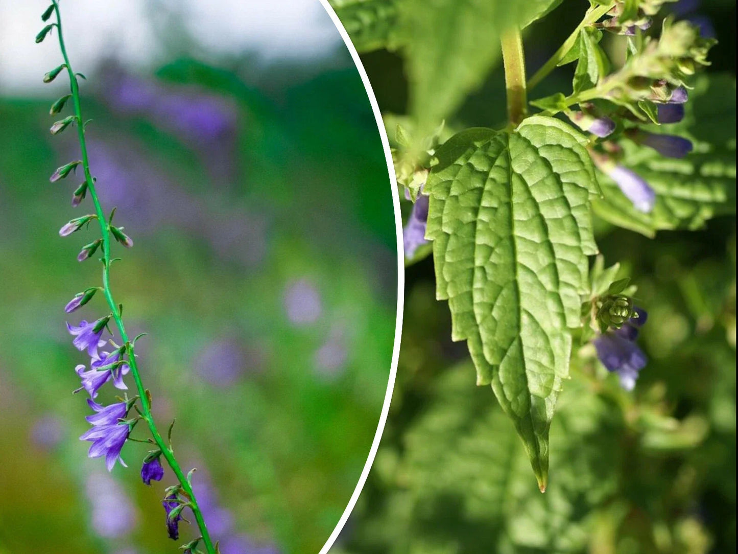 Skullcap Herb Seeds - Medicinal Plant, Scutellaria lateriflora, Over 100 Seeds, Non-GMO, Herbal Tea & Remedy Seeds
