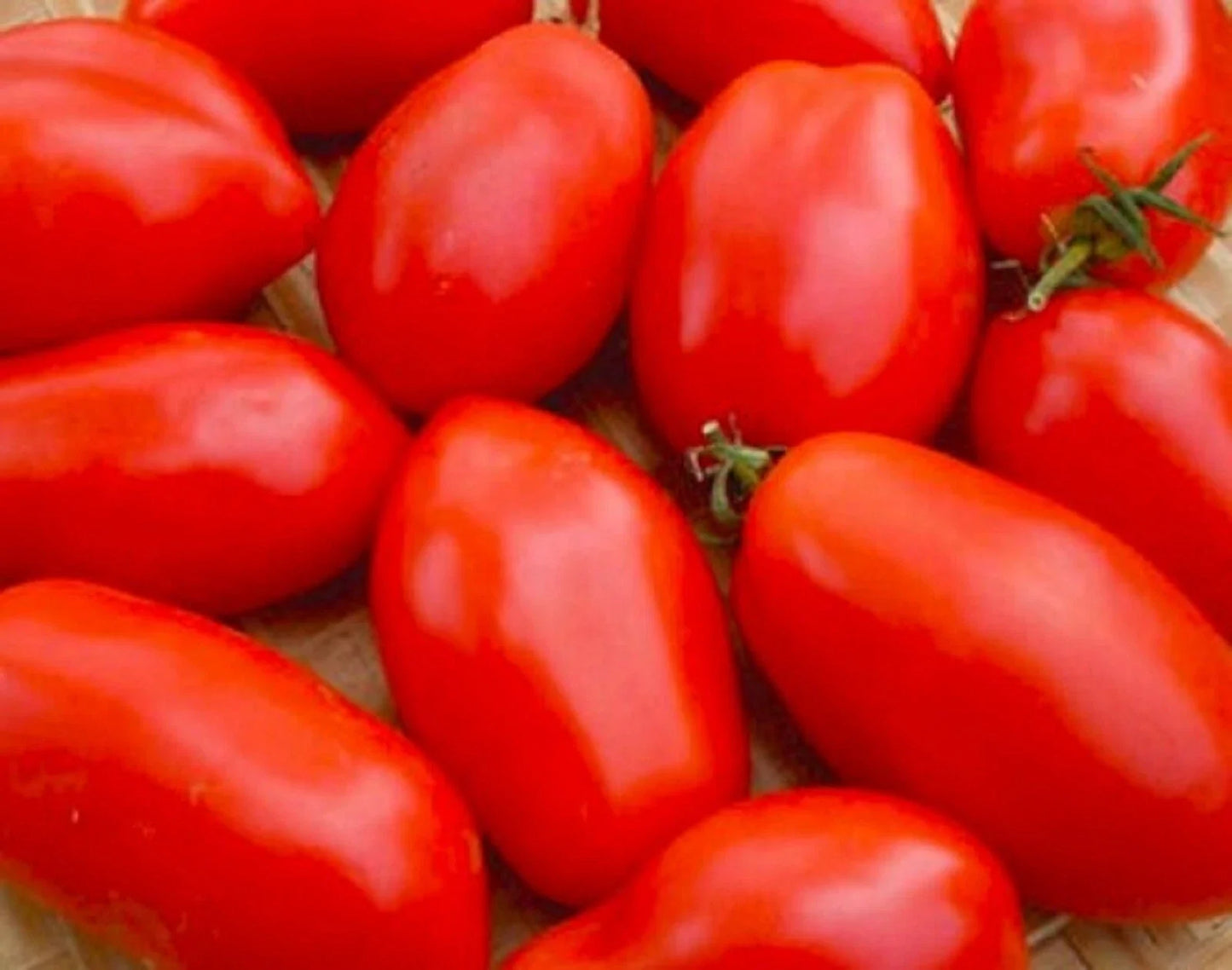 Napoli Tomato Seeds – Non-GMO, Solanum lycopersicum, Bush-Type, Full Sun, 50+ Seeds for Home Garden & Container Planting