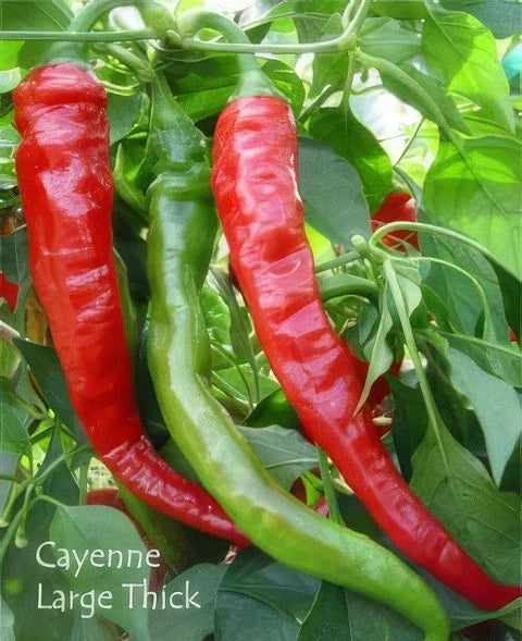 Cayenne Pepper Seeds - 50+ Organic Heirloom Capsicum annuum for Hot Peppers