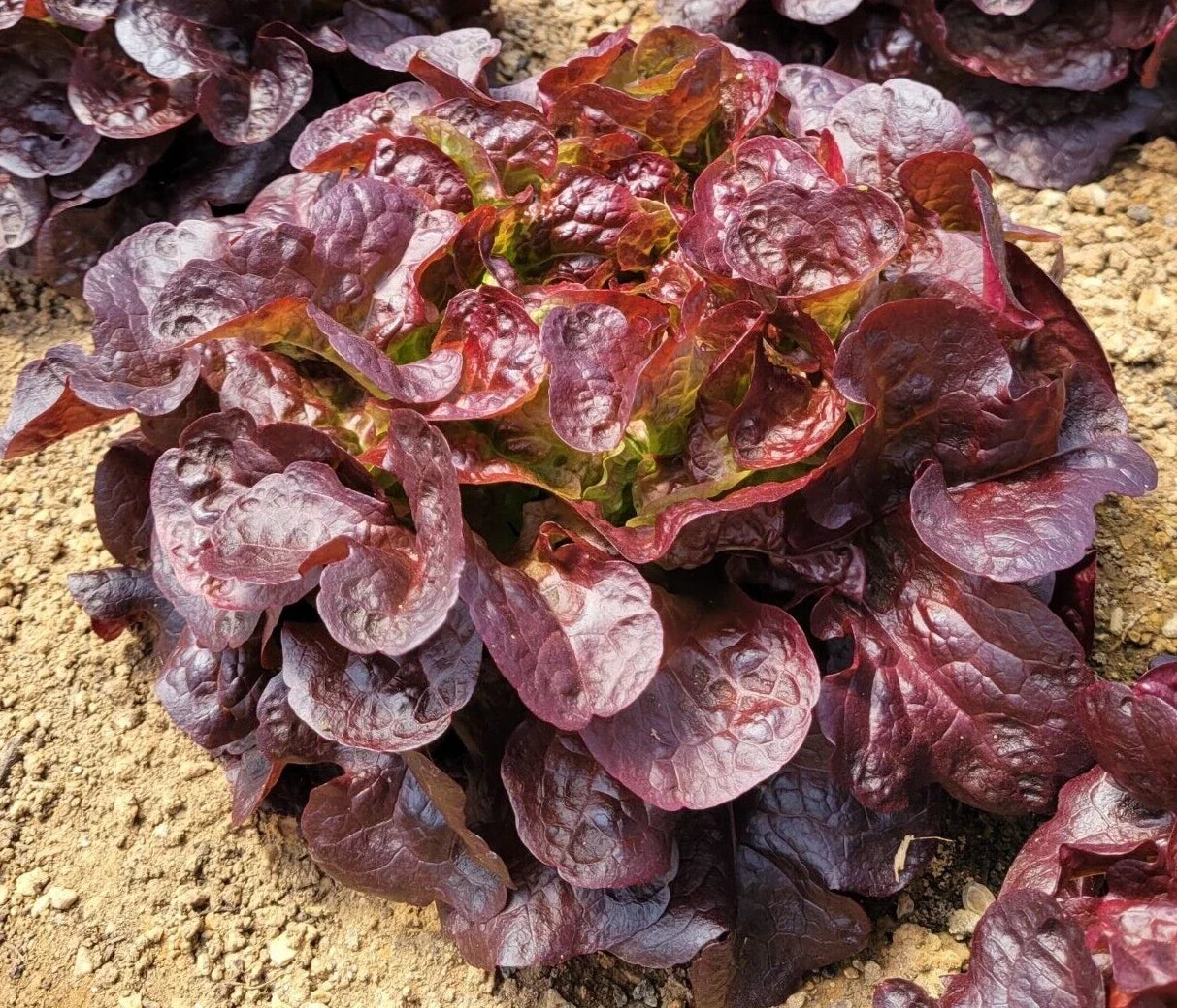 Oakleaf Red Lettuce Seeds - 4g Loose-Leaf Salad Greens Lactuca sativa Heirloom Non-GMO