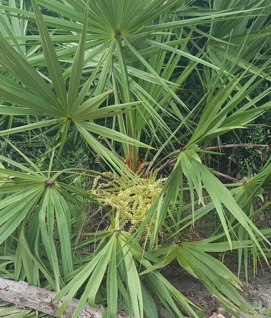 Saw Palmetto Seeds, 10 Pack, Serenoa repens, Florida Native Herb for Tincture and Herbal Remedies