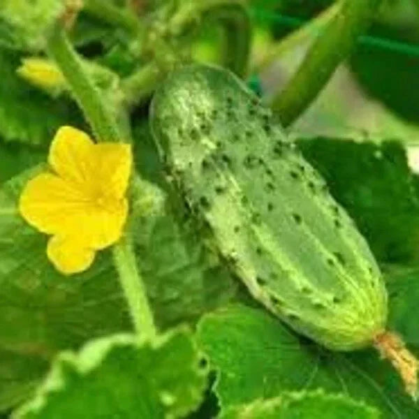 Organic Pickling Cucumber Seeds - 100 Pack Cucumis sativus Non-GMO USA Grown for Home Gardening