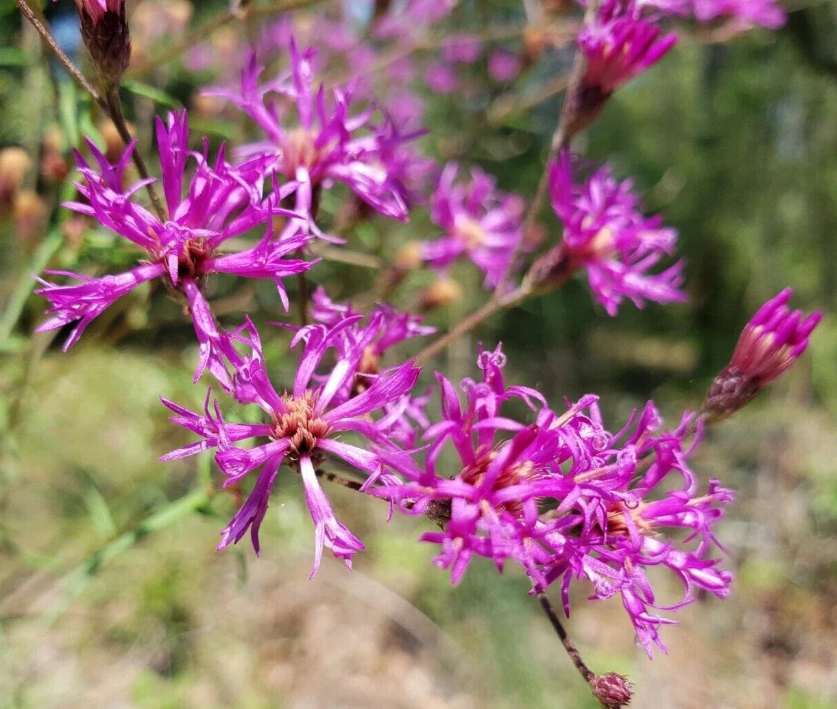 Florida Ironweed Seeds - 25 Pack Vernonia angustifolia Native Florida Ecotype Wildflower Seeds