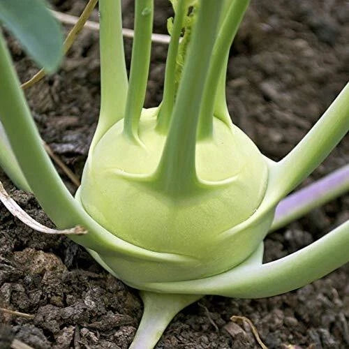 White Kohlrabi Seeds Packet | Heirloom Brassica oleracea var. gongylodes | 100+ Giant White Cabbage Seeds