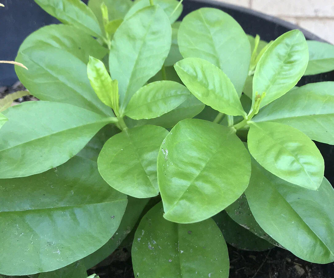 Talinum Ginseng Sam Dat Live Plants - Jewels of Opar - 4 Bare Root Asian Herbs