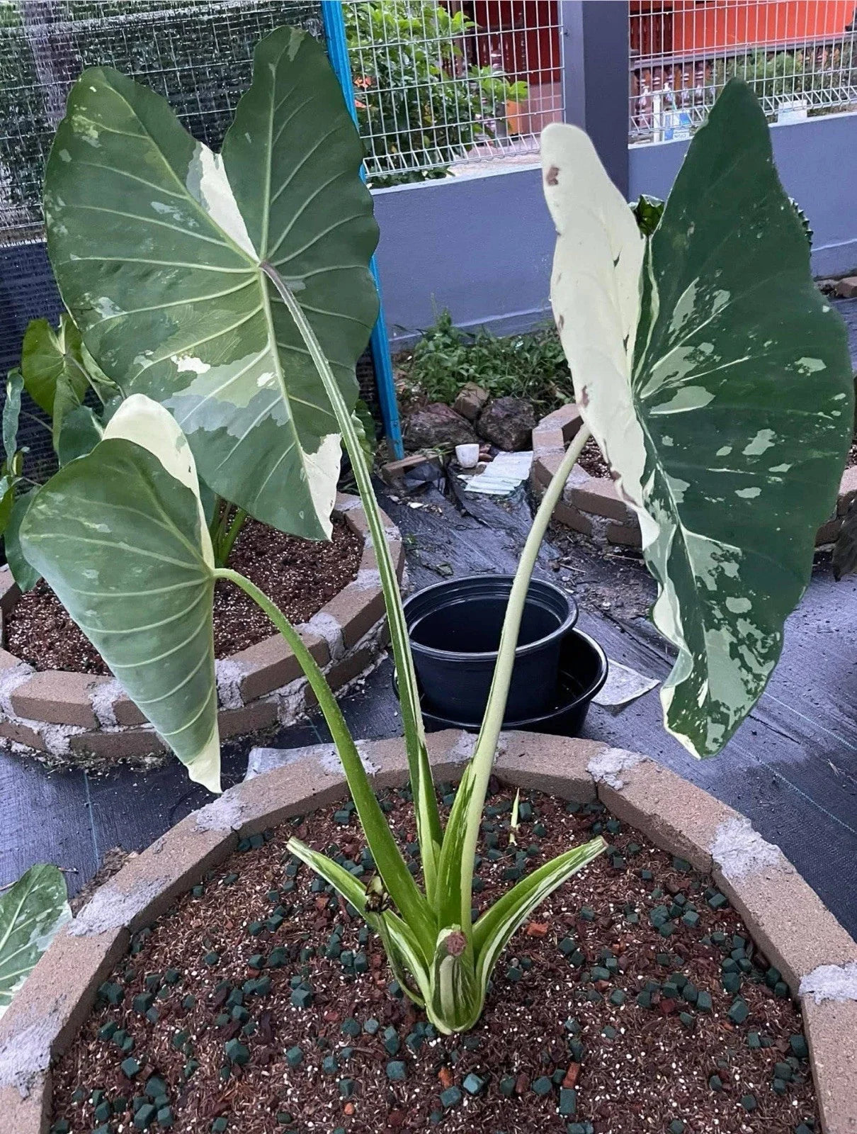 Elepaio Plant Small Rooted Starter Elephant Ear Colocasia esculenta Tropical Foliage Indoor Outdoor